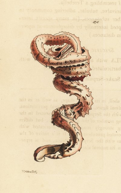 Slit Worm Shell by Unbekannter Künstler