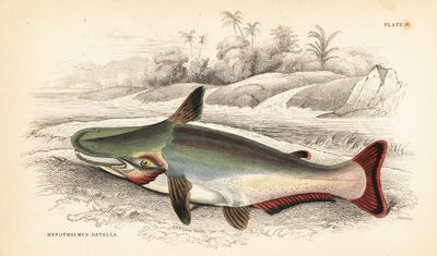 Slopehead Catfish, Ageneiosus Inermis. Handcoloured Steel Engraving by W.H. Lizars from Robert Schomburg