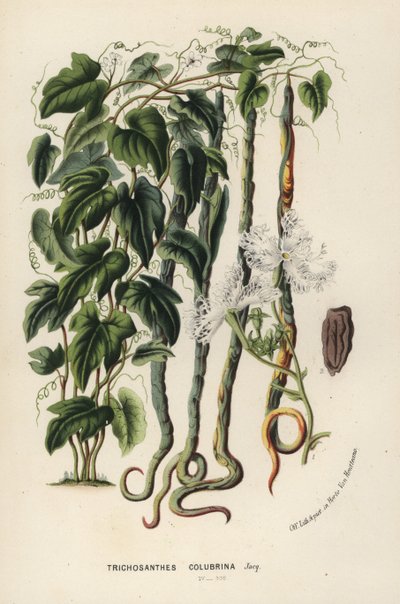 Snake gourd, Trichosanthes cucumerina (Snake cucumber or hairblossom, Trichosanthes colubrina). Handcoloured lithograph from Louis van Houtte and Charles Lemaire