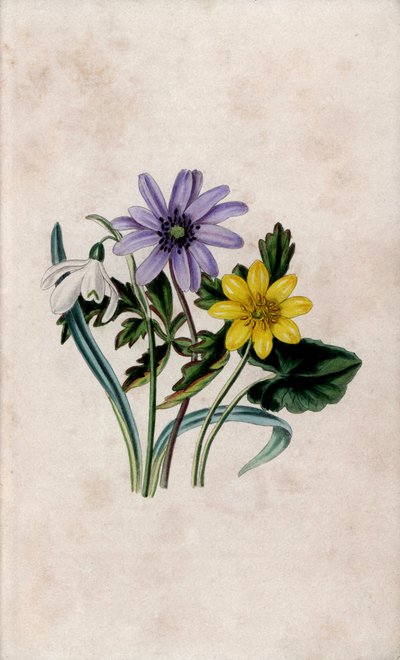 Snow pierce, blue anemone and small celandine. Lithograph by Louisa Anne Twamley in Our Wild Flower, Charles Tilt, London by Unbekannter Künstler