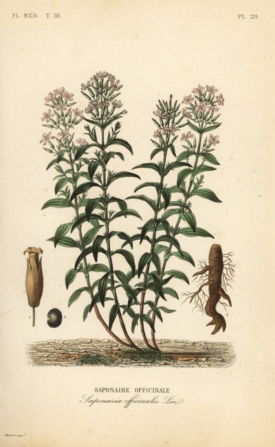 Soapwort or soapweed, Saponaria officinalis by Unbekannt