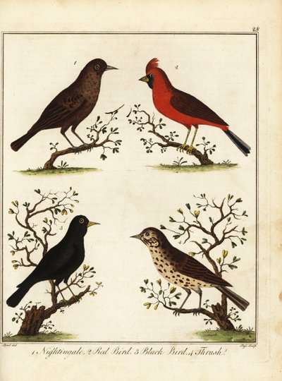 Songbirds: Nightingale, Red Bird, Black Bird and Thrush by Unbekannter Künstler
