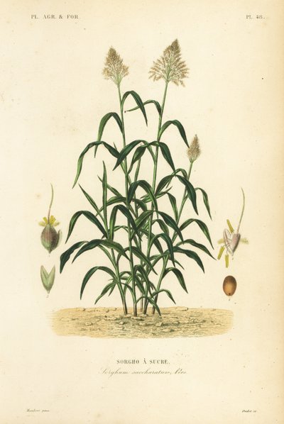 Sorghum grass, great millet, durra, jowari or milo by Unbekannt