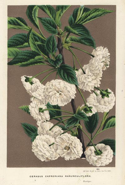 Sour cherry tree, Prunus cerasus (caproniana ranunculiflora). Handcoloured lithograph from Louis van Houtte and Charles Lemaire