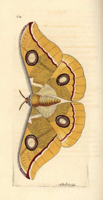 South India small tussore, Antheraea paphia by Unbekannter Künstler