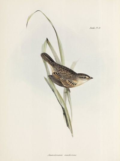 Sparrow or finch, c 1832-1836 by Unbekannter Künstler