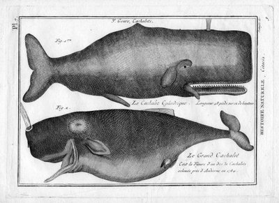 Sperm Whales in 