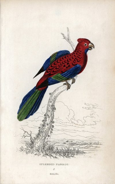 Splendid Parrot (Psittacus gloriosus). Platycerus elegans by Unbekannter Künstler