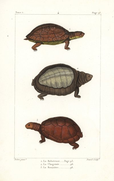 Spot legged turtle, Indian flapshell turtle, and North African helmeted turtle by Unbekannter Künstler