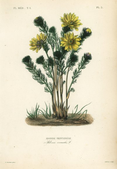 Spring pheasant