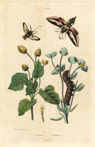 Spurge Hawk-moth and Caterpillar, Hornet Moth, and Toothache Plant by Unbekannt