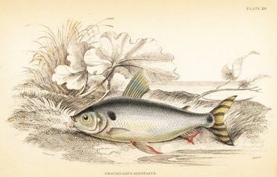 Steindachnerina binotata (Double-marked salmon carp, Prochilodus binotatus). Handcoloured steel engraving from Robert Schomburg