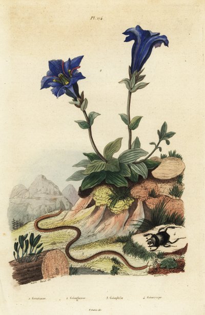 Stemless Gentian, Gentiana Acaulis 1, Clavaria Ophioglossoides 2, Centipede, Geophilus Walckenaerii 3 and Scarab Beetle, Geotrupes Momus 4 by Unbekannt