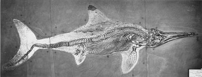 Stenopterygius megacephalus (The Oxford Ichthyosaur) found Nr. Stuttgart, Germany, Upper Lias Period by Unbekannt