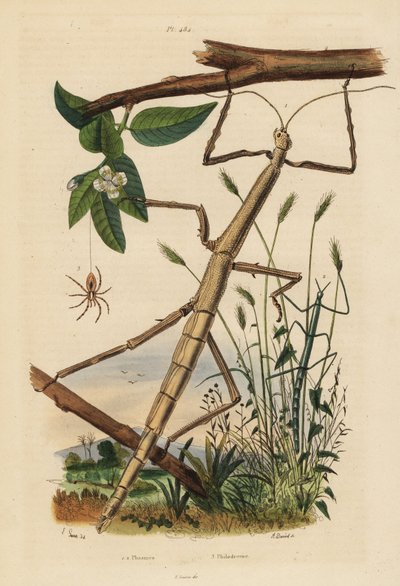 Stick Insects or Phasmids and Wandering Crab Spider by Unbekannt