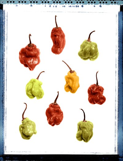 Still life of yellow, red and green peppers by Unbekannt