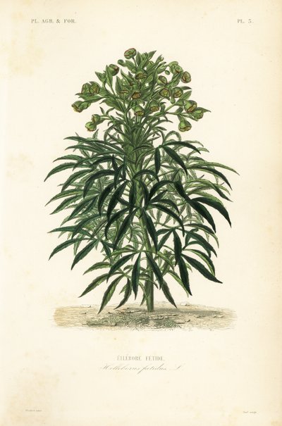 Stinking hellebore, Helleborus foetidus by Unbekannt