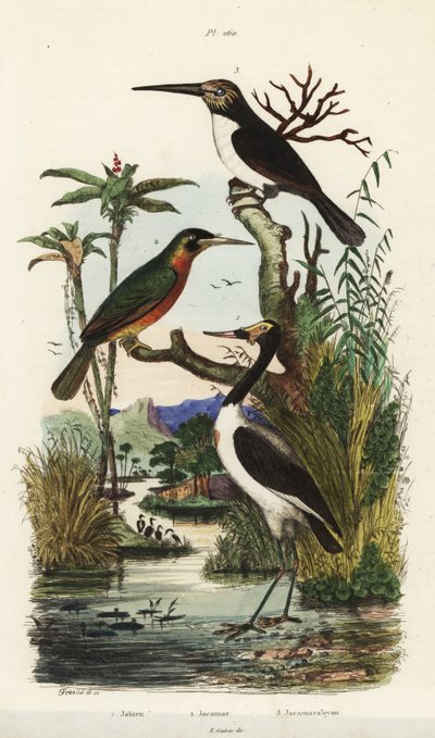 Stork, rufous-tailed jacamar, and three-toed jacamar by Unbekannt