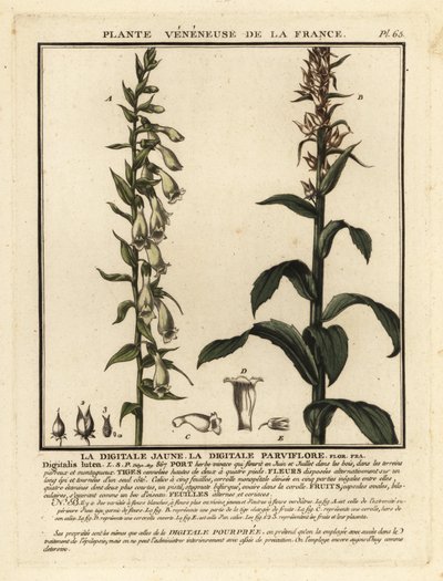 Straw foxglove, Digitalis lutea by Unbekannter Künstler