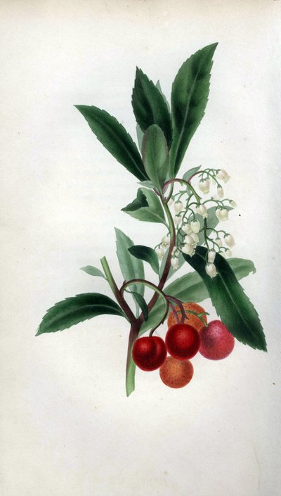 Strawberry Tree with Flowers and Fruit by Unbekannter Künstler