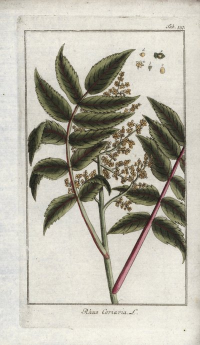 Sumac of Corroyers or Travelers, Rhus coriaria by Unbekannter Künstler