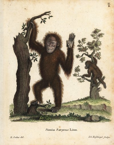 Sumatran orangutan by Unbekannter Künstler