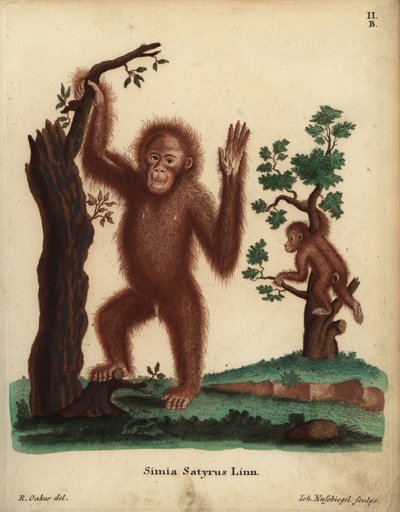 Sumatran Orangutan, Pongo abelii. Critically endangered. Simia satyrus Linn. Handcoloured copperplate engraving by Johann Nussbiegel after an illustration by R. Oakes from Johann Christian Daniel Schreber