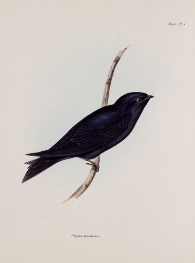 Swallow or Martin, South America, c. 1832-1836 by Unbekannt