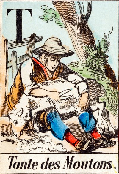 T Tonte des Moutons - 