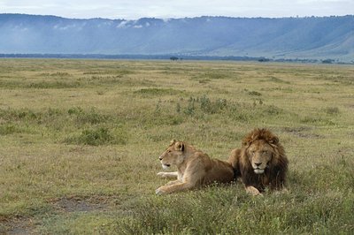 Lions in Ngorongoro conservation area, Tanzania by Benjamin Baud