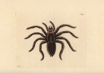 Tarantula wolf spider by Unbekannter Künstler