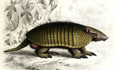 Tatou Encoubrt (Dasypus sexeinetus), edentate mammals. In "Dictionnaire universel d