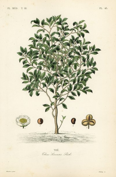 Tea tree or tea plant by Unbekannt