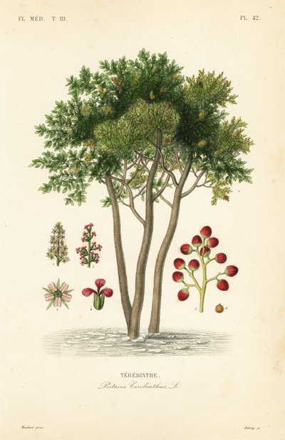 Terebinth or turpentine tree by Unbekannt