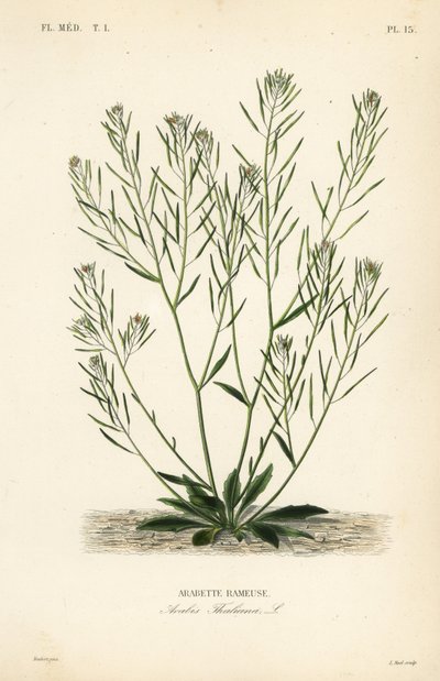 Thale cress, mouse-ear cress or arabidopsis by Unbekannt