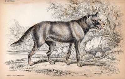 The Chenu Fox or Fox of Brazil, Lycalopex Vetulus. Lithograph by Colonel Charles Hamilton Smith to Illustrate Naturalist