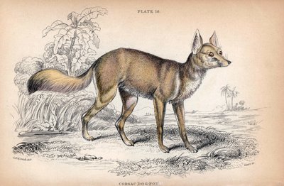 The Corsac Fox, Vulpes Corsac. Lithograph by Colonel Charles Hamilton Smith to Illustrate Naturalist