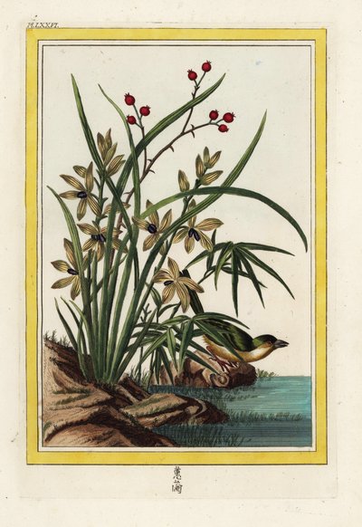 The Elleborin of China. Handcoloured etching from Pierre Joseph Buchoz 