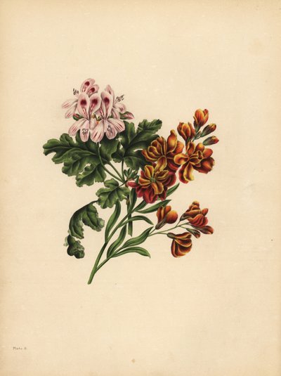 The Helen Geranium, Preference; The Garden Wallflower, Fidelity in misfortune by Unbekannt