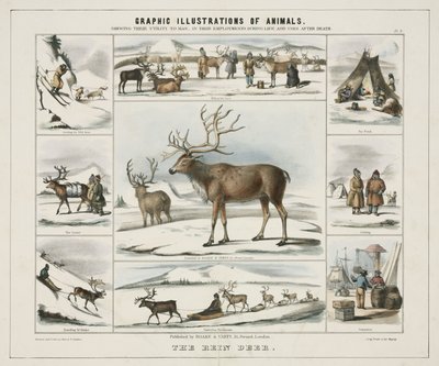 The Rein Deer (c. 1845) by Unbekannt