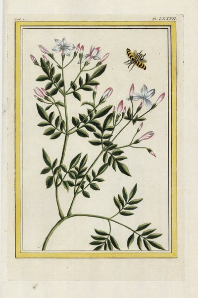 The Spanish Jasmine. Handcoloured etching from Pierre Joseph Buchoz 