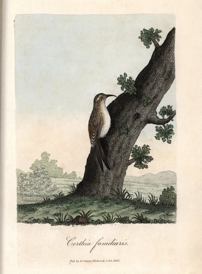 The climber of the woods. Coloured copper engraving by George Graves, in British Ornithology by Unbekannter Künstler