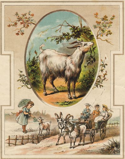 The goat. Engraving in "Mon premier Grand Alphabet". Bernardin-Bechet Edition, Paris, circa 1890 by Unbekannt