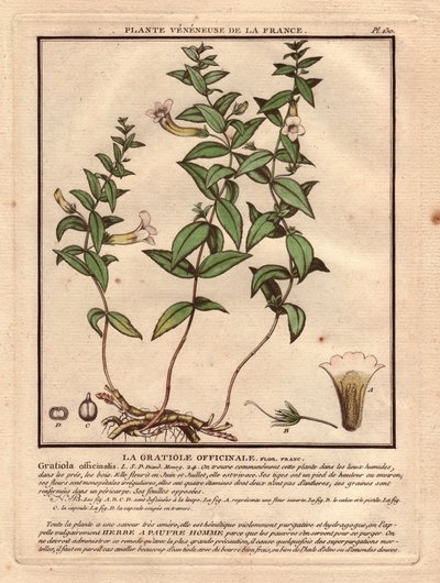 The gratiole officinale (Gratiola officinalis). Venenous plant, description of plant, stem, leaves, flowers and roots. Details of chalice, pistil and capsule. Eau forte en couleurs 18th century, in Herbier de la France (1780-1793), drawing, engraving and p by Unbekannter Künstler
