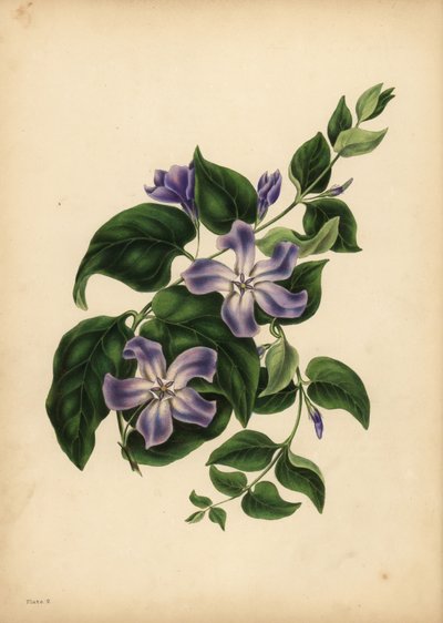 The large blue Periwinkle, Vinca major, The pleasures of memory by Unbekannt