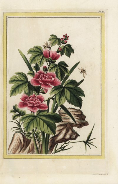 Rose mallow, Hibiscus syriacus by Unbekannter Künstler