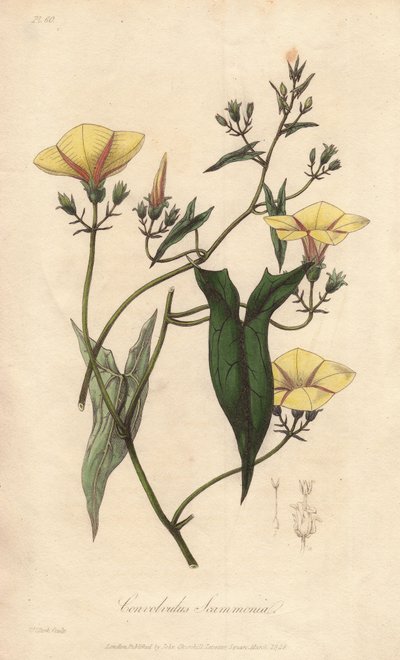The scammonee (Convolvulus scammonia) - Strong water by William Clarke to illustrate Medical Botanical, Description of the Medicinal Plants of London, Edinburgh, and Dublin by John Stephenson and James Morss Churchill by Unbekannter Künstler