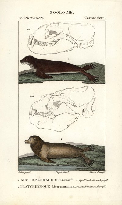 The Sea Bear or Northern Fur Seal and the Sea Lion by Unbekannter Künstler