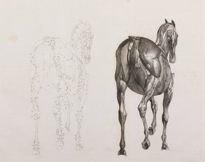 Third dissected layer of a horse, back view by Unbekannt