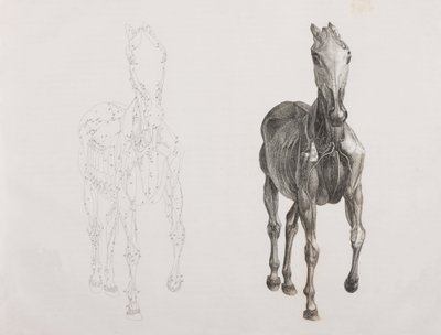 Third dissected layer of a horse, front view by Unbekannt